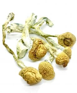 B+ Cubensis