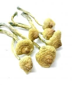 Huaulta Cubensis