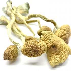 Blue Meanie Cubensis Image