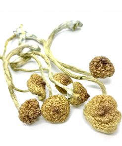 Cambodian Cubensis