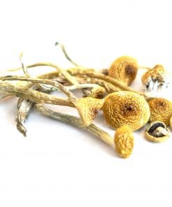ecuador cubensis