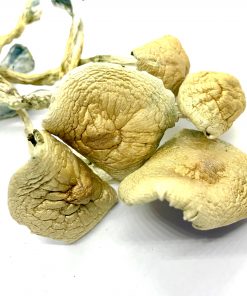 golden teacher