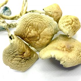 Golden Teacher Image