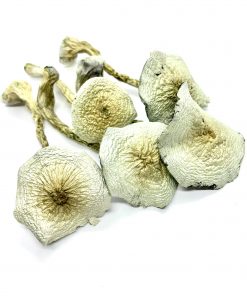 Great White Monster Mushrooms