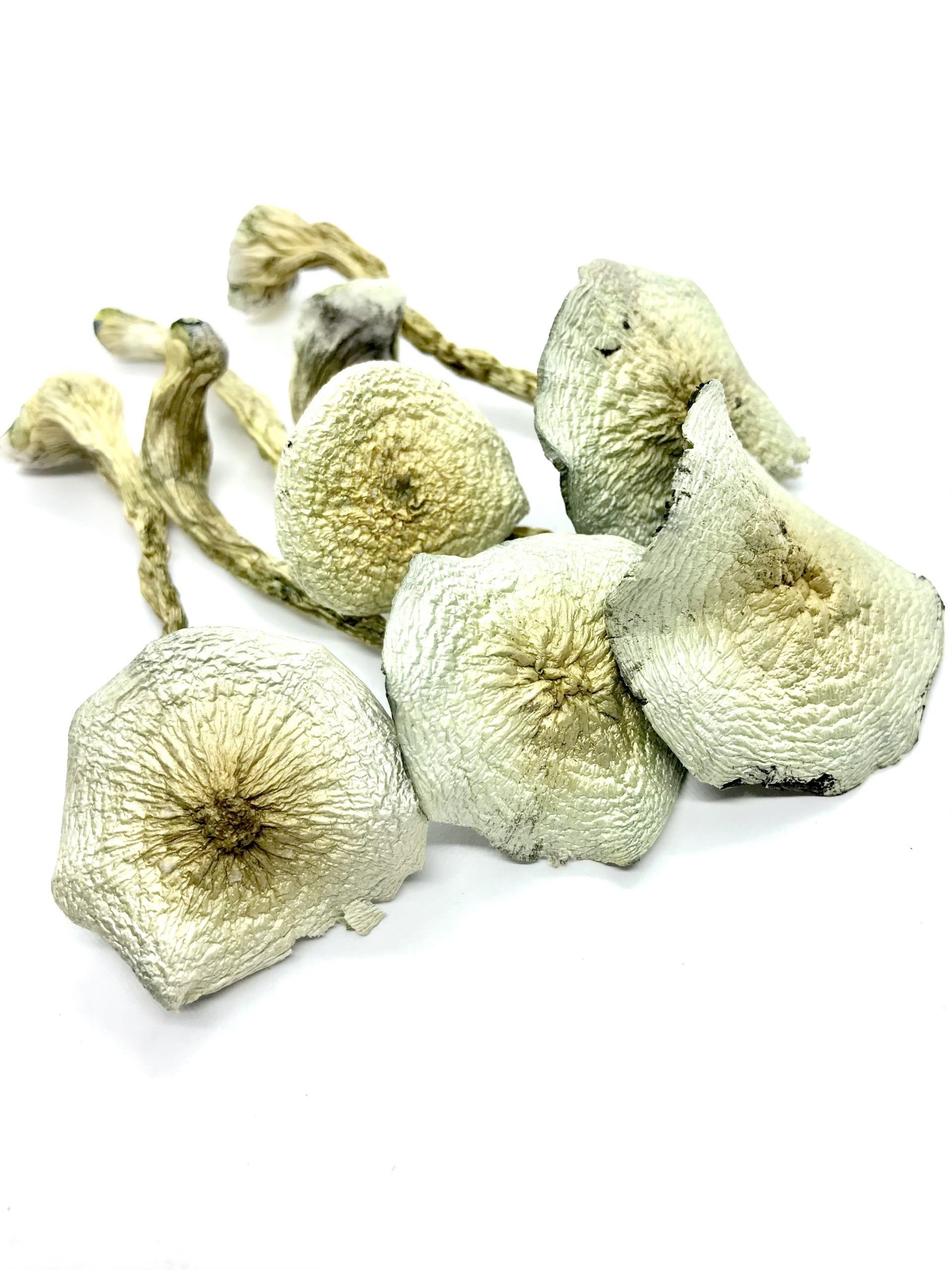 Great White Monster Mushroom for sale Online