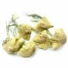 South American Magic Mushroom