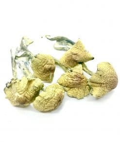 South American Magic Mushroom