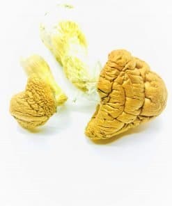 Buy Malabar Magic Mushroom