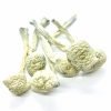 Albino Treasure Coast