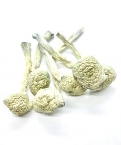Albino Treasure Coast
