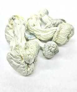 Albino Penis Envy