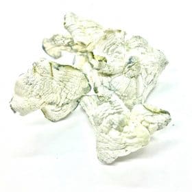 Albino Avery Image