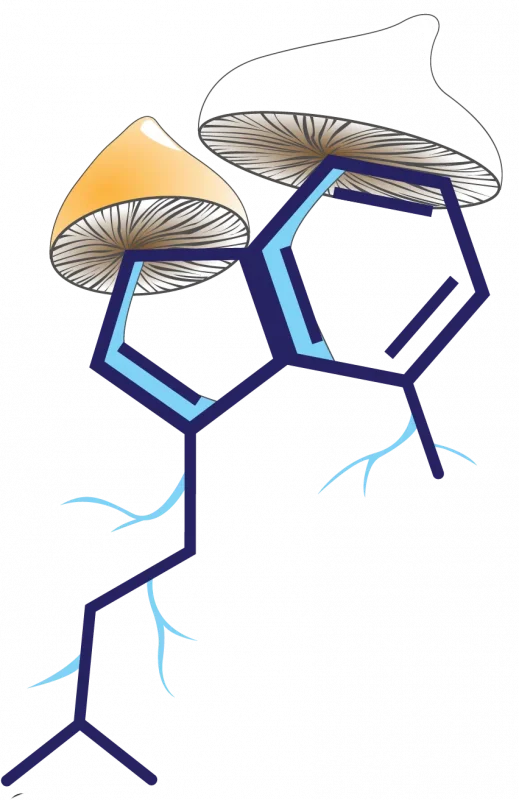 Magic Mushrooms Canada | Buy Shrooms Online | Psilocybin Dispensary
