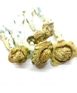 Trinity Magic Mushroom