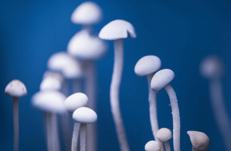 Magic Mushrooms Online