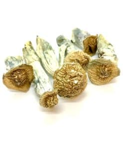 Gold Member Magic Mushroom