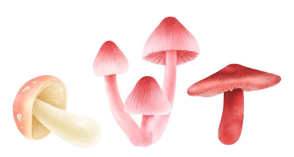 Best Lloydminster Mushrooms