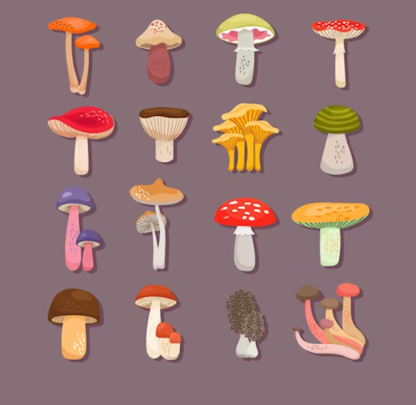 Halifax Mushrooms