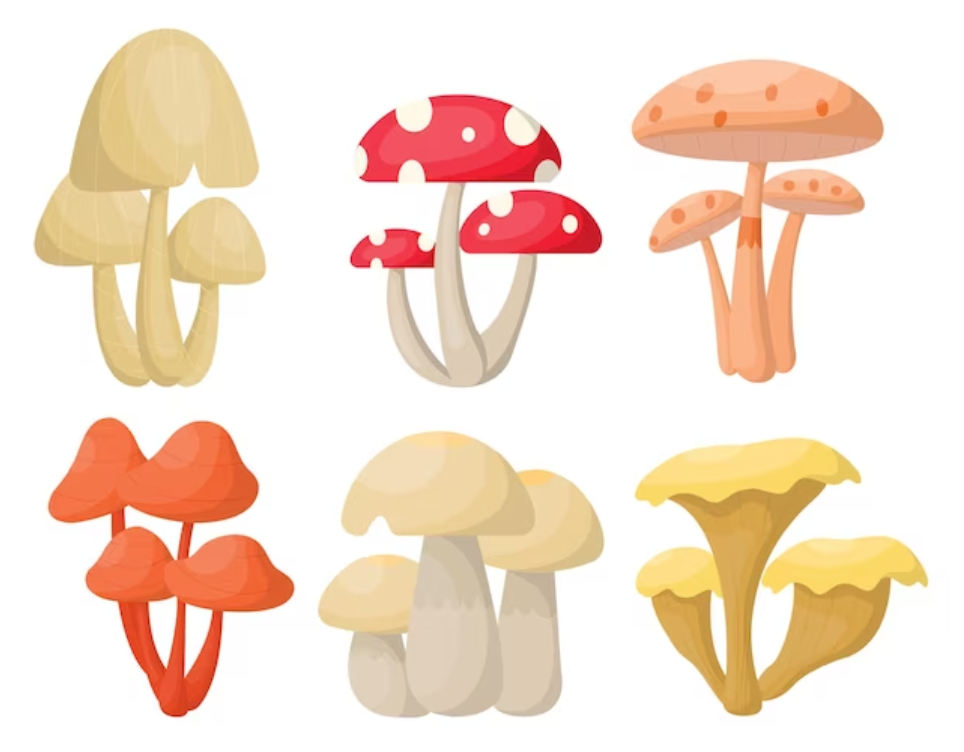 Best Edmonton Mushrooms