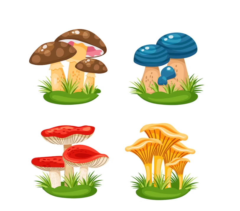 Best Stouffville Mushrooms