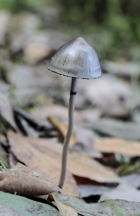 Dollard-des-Ormeaux Mushrooms