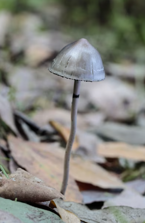 Your Ultimate Guide to Buy Magic Mushrooms in Cape Breton