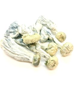 Yeti Magic Mushroom