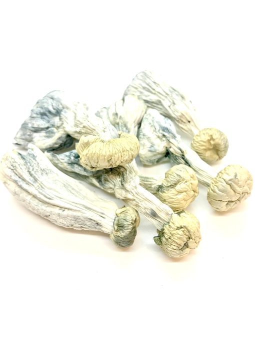 Yeti Magic Mushroom
