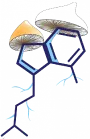 Magic Mushrooms Canada | Buy Shrooms Online | Psilocybin Dispensary