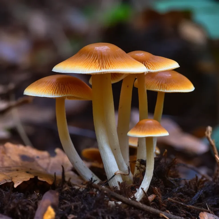 Magic Mushrooms Types: Inocybe Species