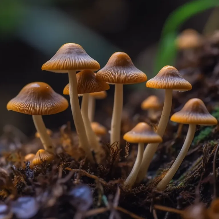 Magic Mushrooms Types: Conocybe Species