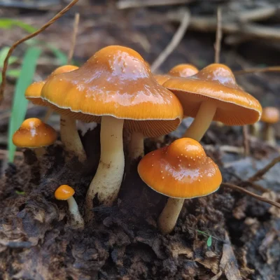 Magic-Mushrooms-Galerina-Psilocybin