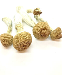 Golden Emperor Magic Mushrooms