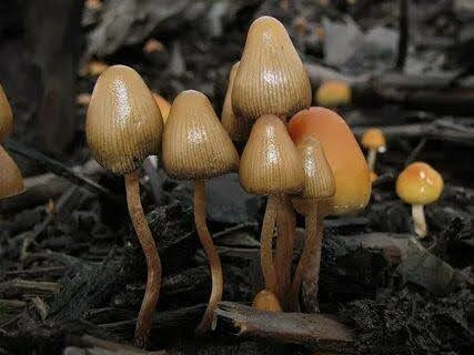 magic mushrooms