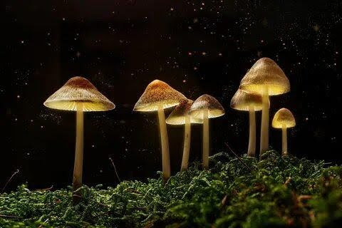 Psilocybin Delivered to Your Doorstep: The Convenience of Buying Shrooms Online