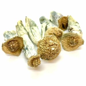 Gold Member Magic Mushroom