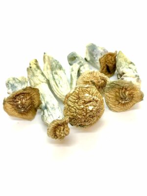 Gold Member Magic Mushroom