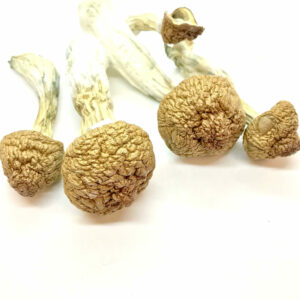 Golden Emperor Magic Mushrooms