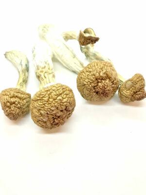 Golden Emperor Magic Mushrooms