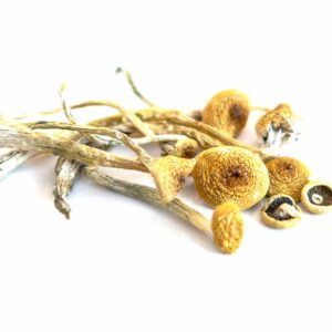 ecuador cubensis