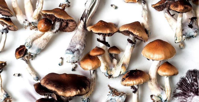 How long does a shroom trip last? It can last for hours. According to users, a typical shroom trip has a few phases: the onset, the ascending trip, the peak, and the afterglow.