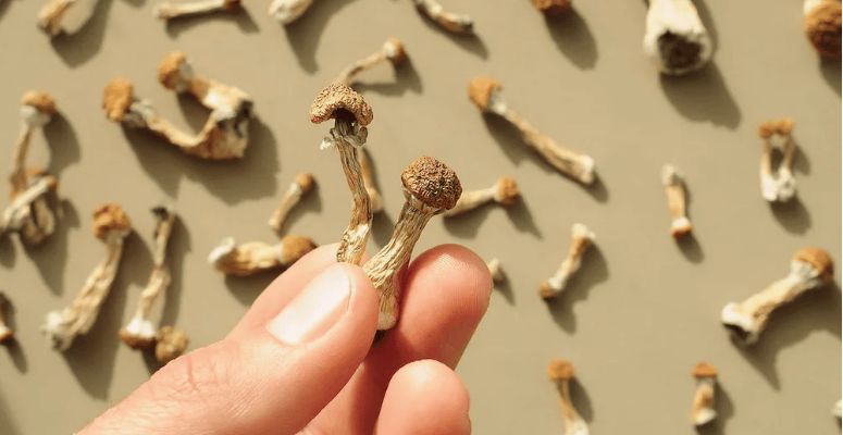 The mindset before you start taking shrooms is also important. Approach the trip with a curious and open mind and a positive intention.
