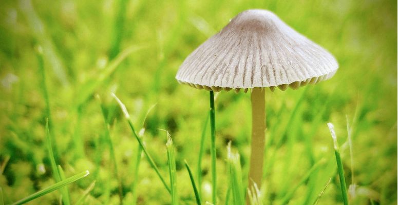 Shroom Hub is magic mushroom dispensary based in Vancouver, BC, which gives you the freedom to buy psychedelics online Canada. 