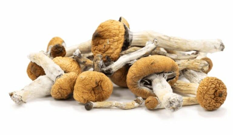 Buy Mushrooms Online: A Complete Guide to Different Shroom Types in Canada