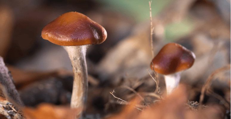 Want to order psilocybin mushrooms online? Shroom Hub is the leading magic mushroom dispensary in Canada.