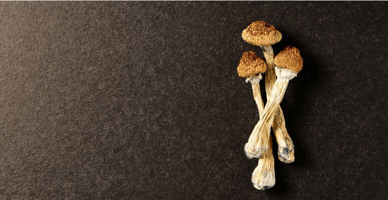Check out what's hot at the most credible mushroom dispensary and make a purchase today! Buy magic mushrooms online and experience an interstellar trip!