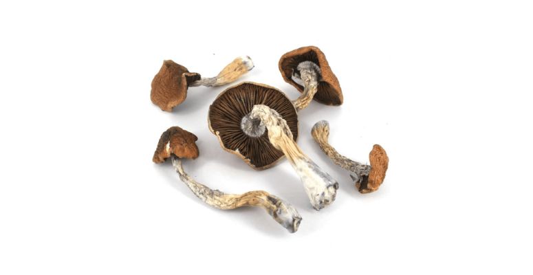 Another one of the most sought-after magic mushrooms in Vancouver. Daddy Long Legs is a Cubensis strain native to the Fraser Valley of British Columbia.