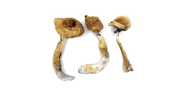 Golden Teacher is one of the most popular magic mushrooms in Vancouver. They are known for their gentle but noticeable psychedelic impact.