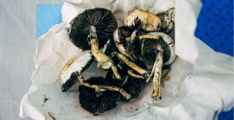 No discussion of shrooms in Canada can be complete without the mention of magic mushrooms in Vancouver and the rich history the city has had with psychedelics.