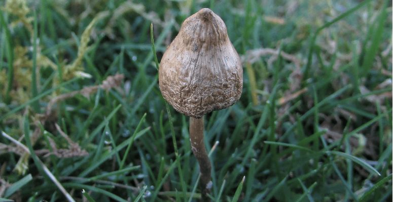Liberty Caps are some of the strongest psilocybin mushrooms in Canada. Many people have reported seeing God while tripping on these shrooms. 